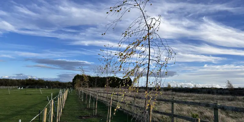 Image of Planting Trees for a Greener Future